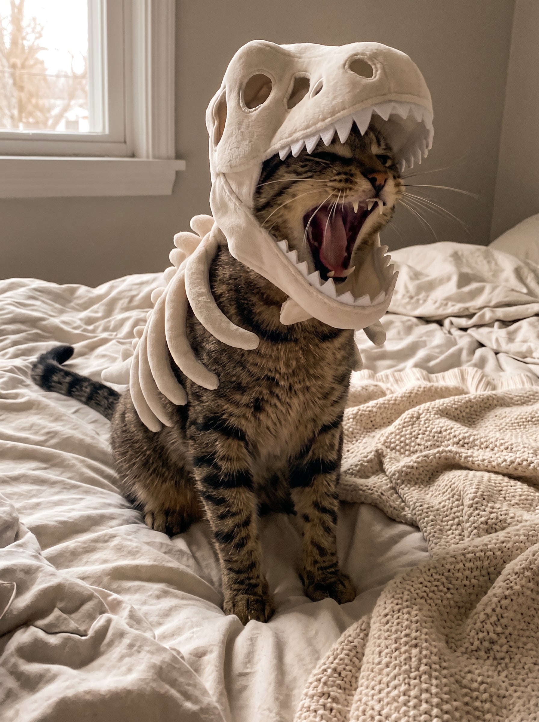 Dino-Bones Pet Costume